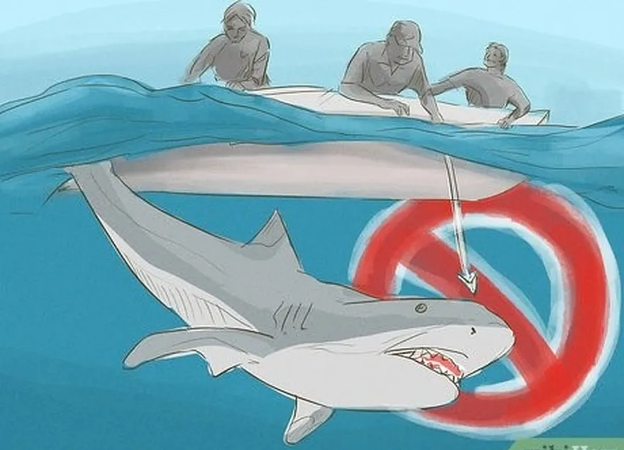 Etapa 6: Fazer't ever bother or harass sharks.