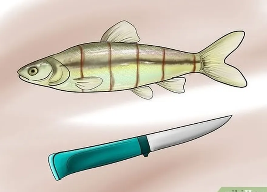 Passo 1 Utilize pedaços de peixe para atrair peixes que caçam pelo cheiro.