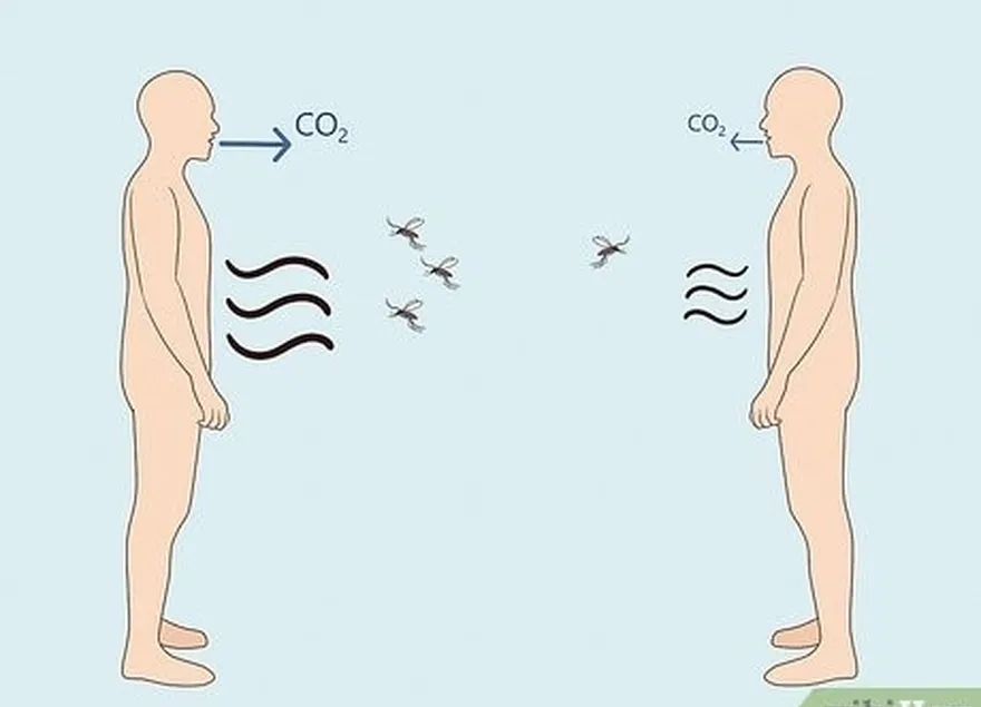 As pessoas que emitem mais ácido lático e CO2 atraem mais mosquitos.