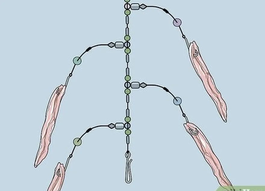 Etapa 5 Experimente tiras finas de língua de molusco embalada ou carne da barriga como isca.