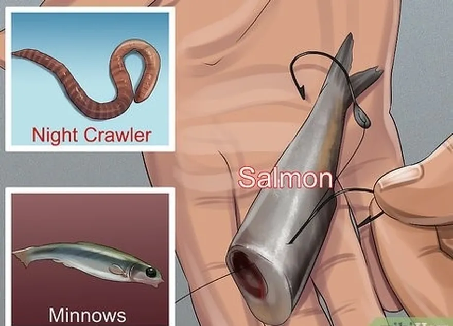 Passo 3 Utilize rastejantes noturnos, peixinhos ou salmão como isco vivo.