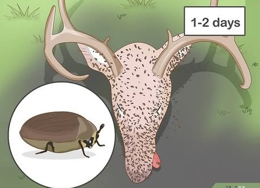 Passo 1 Exponha os ossos a escaravelhos dermestid para uma limpeza natural duradoura.