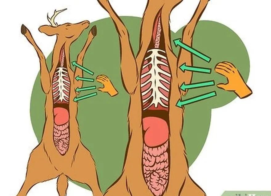 Etapa 1 Acesso aos órgãos torácicos.