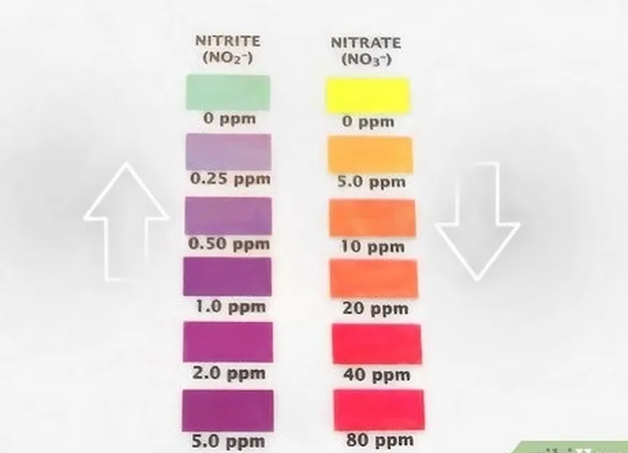 Passo 6 Aguarde uma queda súbita dos nitritos e um aumento dos nitratos.