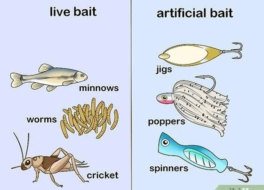 Etapa 6 Escolha uma isca viva ou artificial para pescar peixes de água doce.