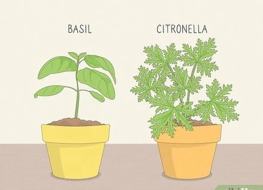 Etapa 5: Coloque plantas que os mosquitos não gostam't enjoy, like citronella and basil.