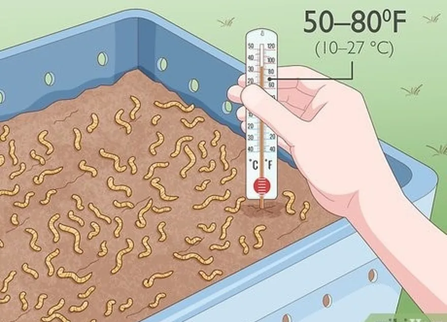 Etapa 3 Mantenha a temperatura dentro da cama de minhocas sempre acima de zero.