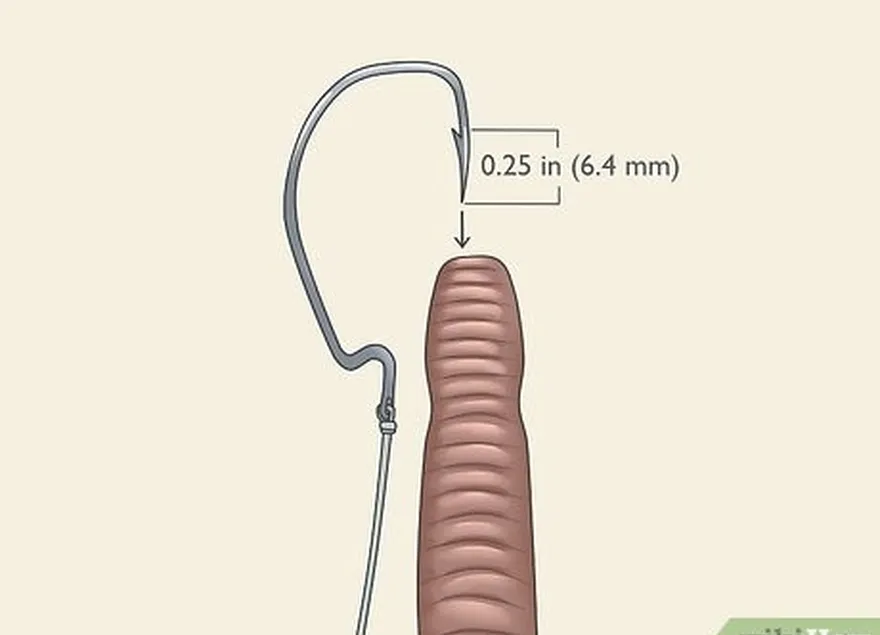 Etapa 1 Insira 6,4 mm da ponta do anzol na cabeça da minhoca.