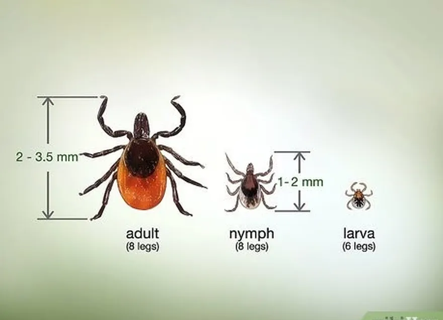 Etapa 2 Confirme se é um carrapato's a tick.