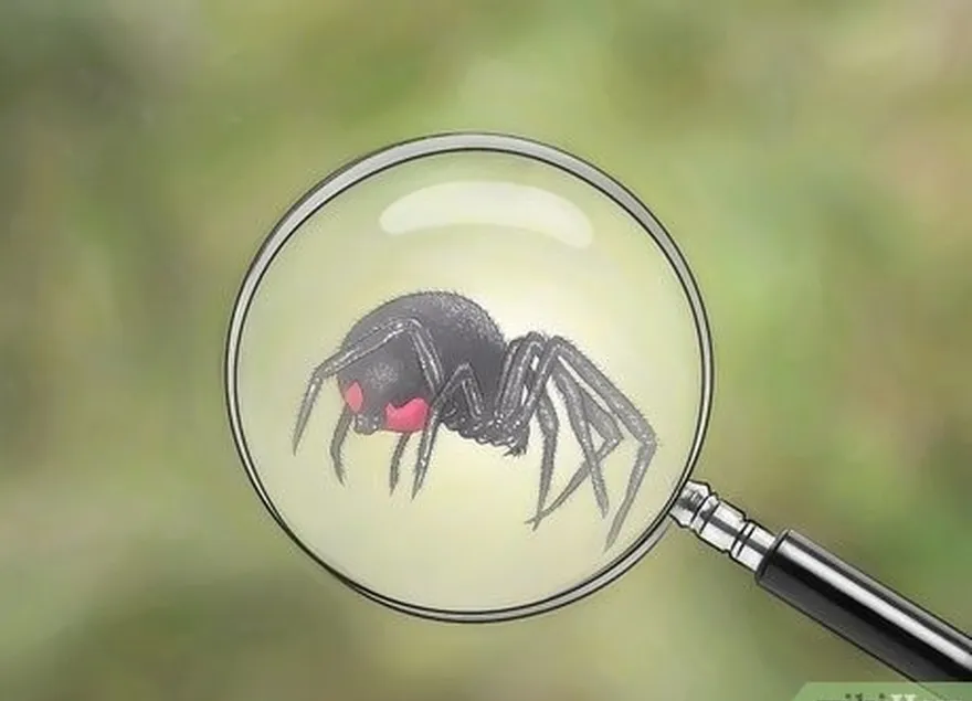 Etapa 1 Identifique a aranha viúva negra sem perturbá-la.