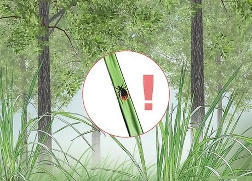 Etapa 1 Identificar os habitats húmidos e florestais onde're likely to encounter ticks.