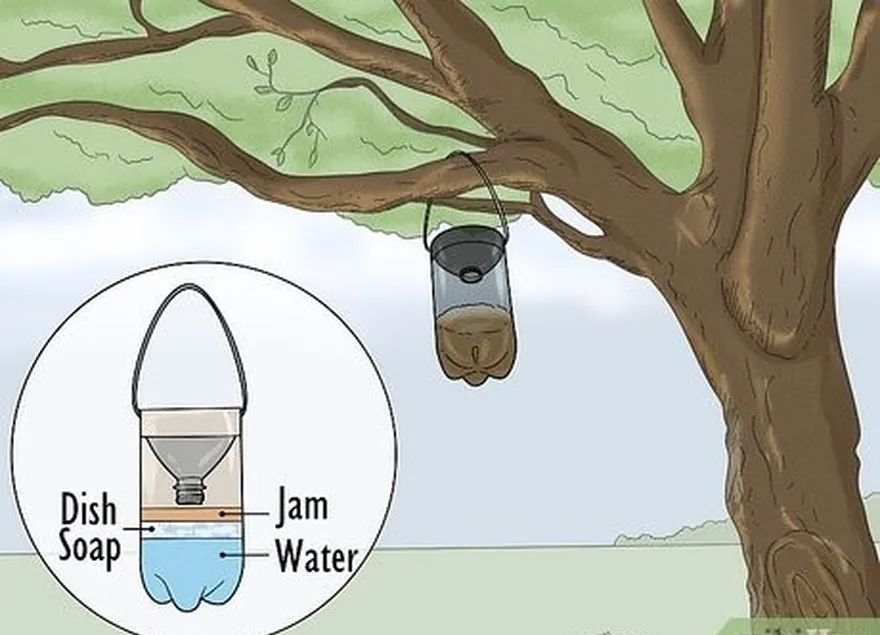 Etapa 1 Faça uma armadilha para vespas com uma garrafa de refrigerante de 2 litros e geleia.