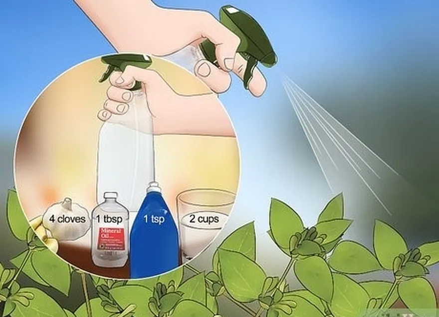 Etapa 7 Pulverize suas plantas com pesticidas orgânicos.