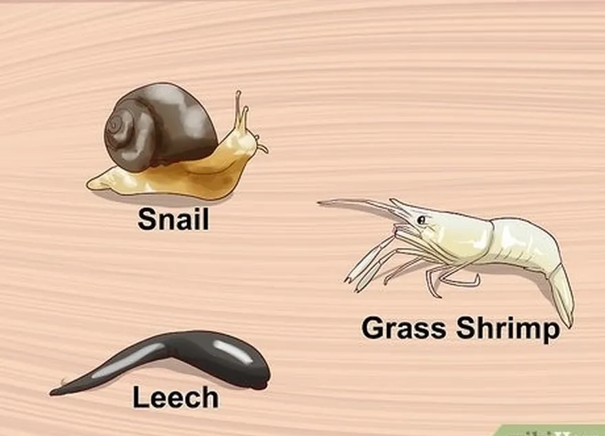 Etapa 2 Pesque com camarões, caranguejos de areia, sardinhas, caracóis, sanguessugas e outros invertebrados aquáticos.