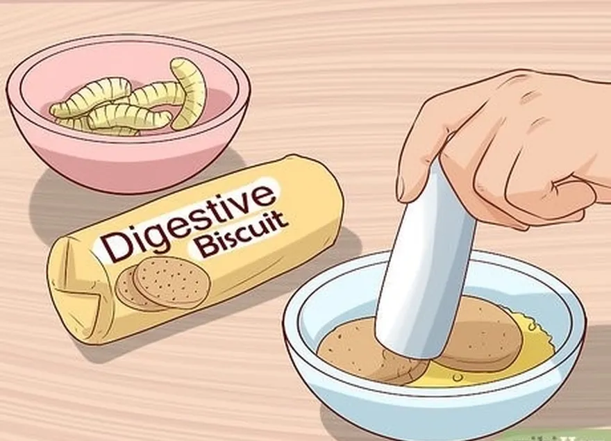 Etapa 3: Faça uma isca usando biscoitos digestivos e um alimento com cheiro forte.