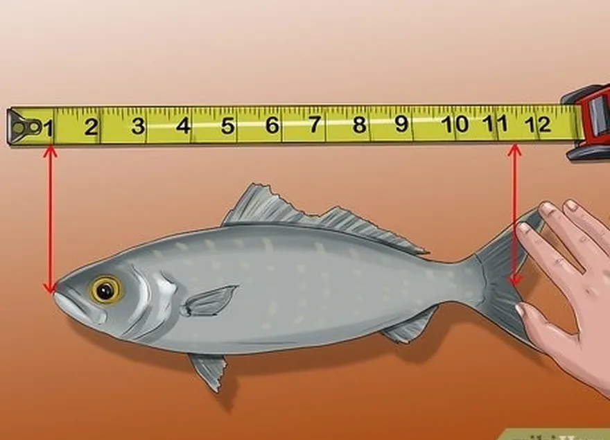 Passo 5 Meça até ao ponto em que a barbatana caudal se separa para obter o comprimento da forquilha.