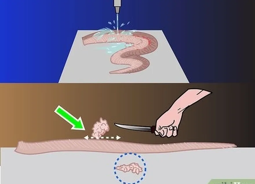 Etapa 6 Enxágue a cobra agora eviscerada e esfolada em água fria para remover o excesso de sangue ou outras substâncias indesejáveis.