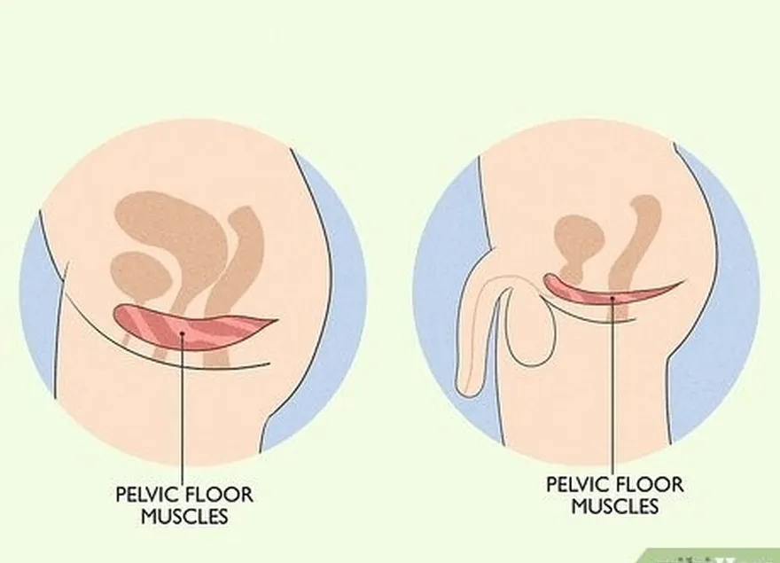 Etapa 1 Localize os músculos do assoalho pélvico.