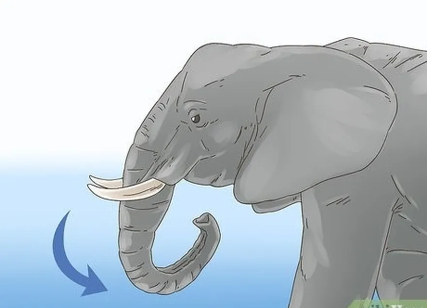 Etapa 2: Olhe para o elefante's trunk to see if it's curled inward in an attack position.