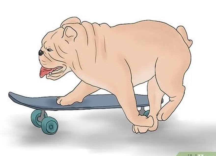 Etapa 10 Faça com que o cão monte o skate por conta própria.