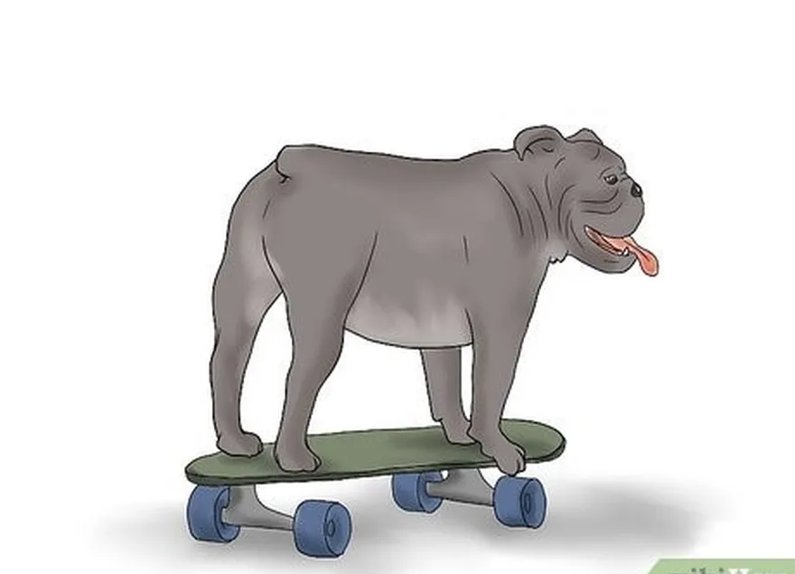 Etapa 8 Coloque o cão de modo que ele fique completamente em pé sobre o skate.