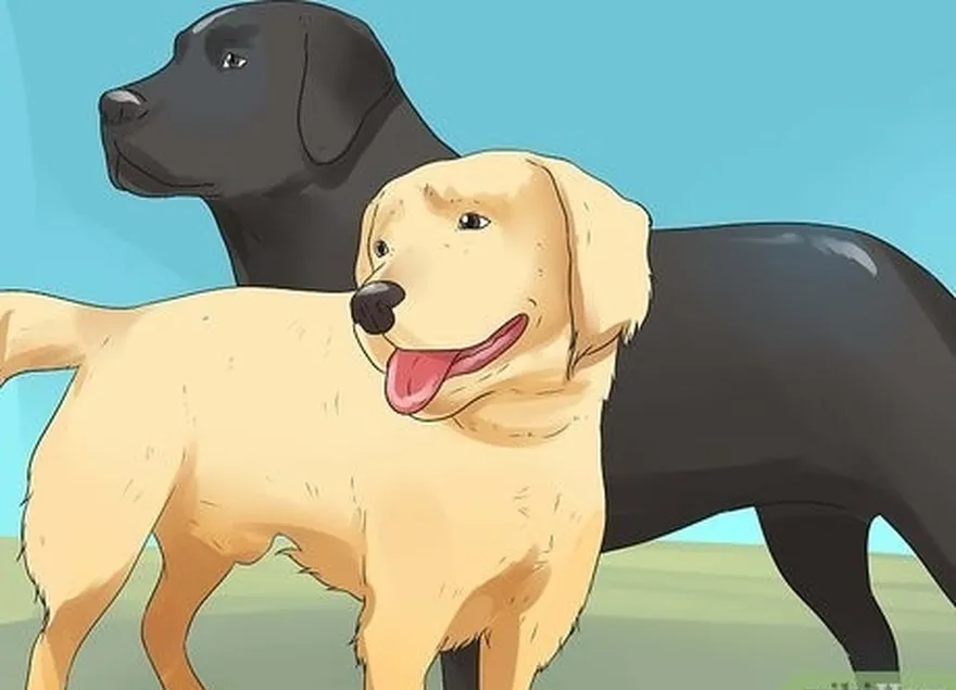 Etapa 1 Pesquise as diferentes raças de cães de água.