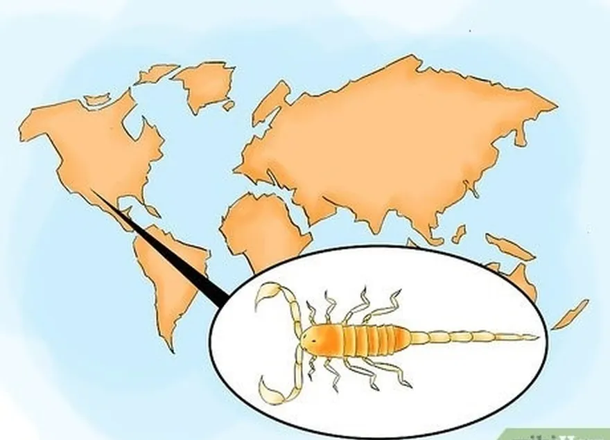 Etapa 4 Identificar escorpiões perigosos nos Estados Unidos e no norte do México.