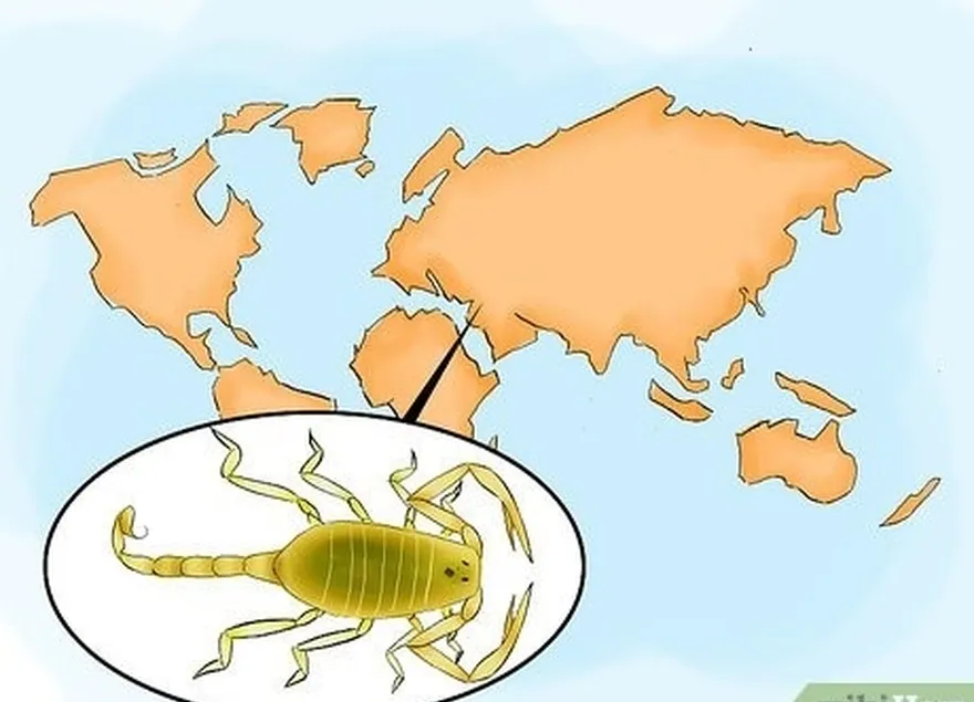 Etapa 5 Identifique os escorpiões perigosos no Oriente Médio e na África.