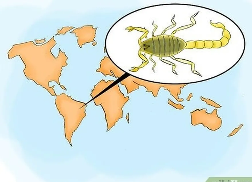 Etapa 6 Identificar escorpiões perigosos na América Central e do Sul.