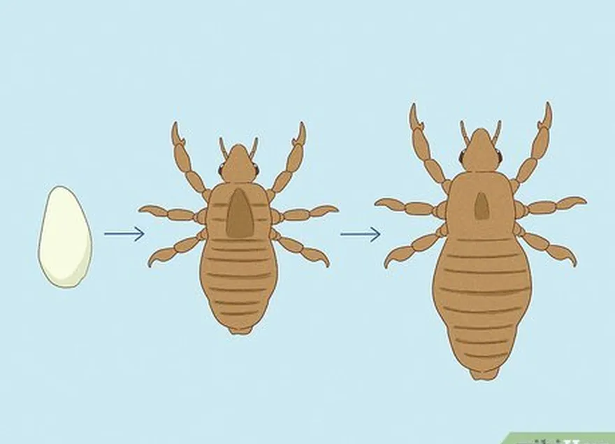 Os piolhos pubianos são pequenos parasitas comumente vistos na região genital.