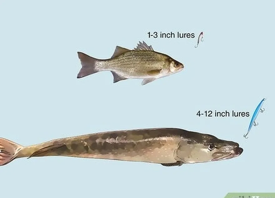 Etapa 2 Saiba quais tamanhos e tipos de iscas são melhores para cada peixe.